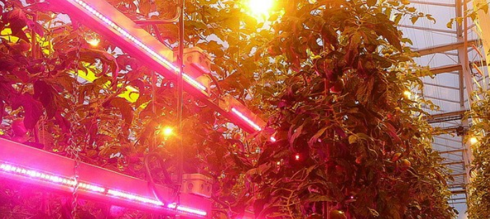 Why do plants struggle with LED lighting?